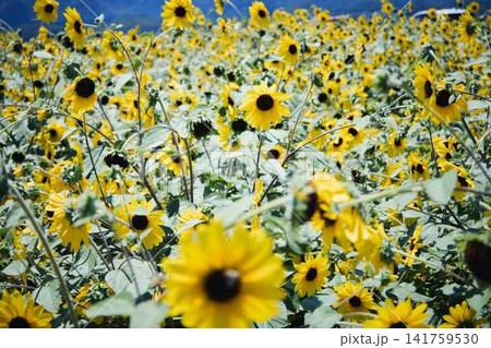 青空と山々を背景に広がるヒマワリ畑と咲き誇るひまわりの花 141759530