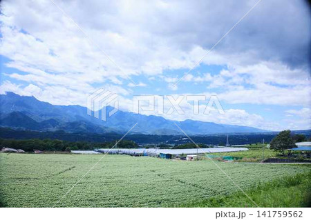 雄大な山脈と青空を望む広大な高原の農地風景 141759562