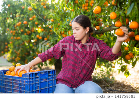 Female hired employee harvesting tangerines in garden 141759583