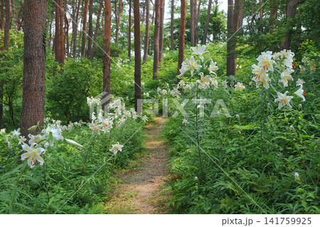 「昭和万葉の森」自生ヤマユリ群生地（宮城県大衡村） 141759925