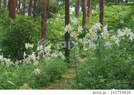 「昭和万葉の森」自生ヤマユリ群生地(宮城県大衡村) 「昭和万葉の森」自生ヤマユリ群生地(宮城県大衡村) 141759926