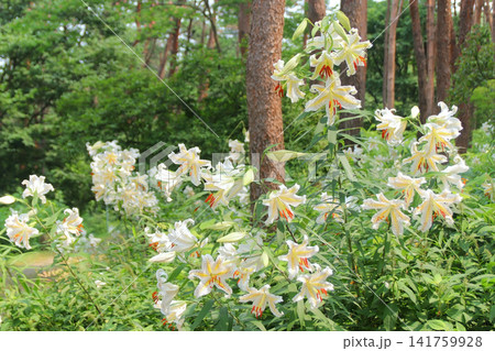 「昭和万葉の森」自生ヤマユリ群生地(宮城県大衡村) 「昭和万葉の森」自生ヤマユリ群生地(宮城県大衡村) 141759928