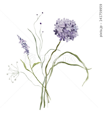 Watercolor design elements of bouquet depicting a violet wildflower botanical lavender hand drawn illustrations. Composition delicate of purple hydrangea and wildflower herbs on isolated background. 141759959