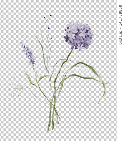 Watercolor design elements of bouquet depicting a violet wildflower botanical lavender hand drawn illustrations. Composition delicate of purple hydrangea and wildflower herbs on isolated background. 141759959