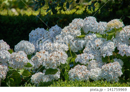 Abundant Annabelle white hydrangea flowers standing out in the garden Abundant Annabelle white hydrangea flowers standing out in the garden 141759969