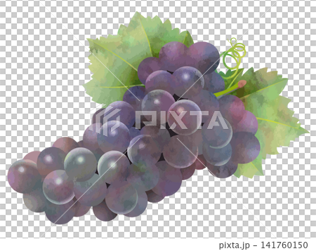Watercolor-style vector with black grape leaves Watercolor-style vector with black grape leaves 141760150