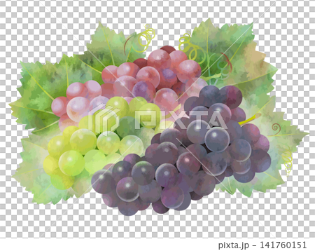 Watercolor-style vector of three types of grapes with leaves Watercolor-style vector of three types of grapes with leaves 141760151