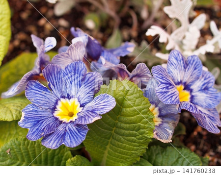 青いジュリアンの花の生態写真 青いジュリアンの花の生態写真 141760238