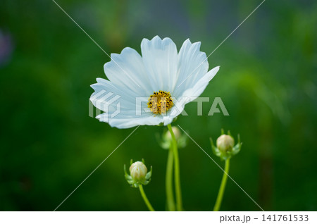 秋桜 141761533