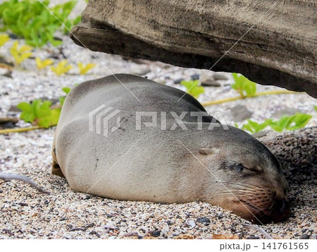 岩陰の砂地で眠るアシカ科の動物（エクアドル） 141761565