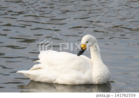 水面を泳ぐコハクチョウ 水面を泳ぐコハクチョウ 141762559