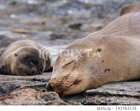 溶岩の岩場で眠るアシカ科の動物の親子(エクアドル) 溶岩の岩場で眠るアシカ科の動物の親子(エクアドル) 141763178