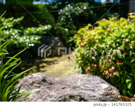 庭の植物の間に張られたクモの巣。その中心に静かにとまるクモをクローズアップで捉え、自然の中で営まれる 141763325