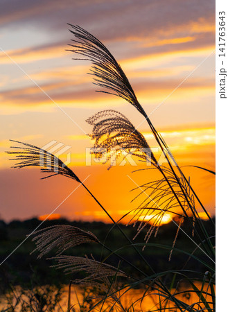夕日に照らされるススキ 夕日に照らされるススキ 141763643