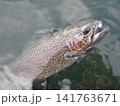 釣り上げたレインボートラウト 141763671