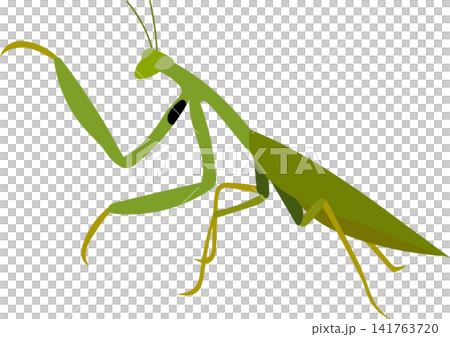 green praying mantis illustration green praying mantis illustration 141763720