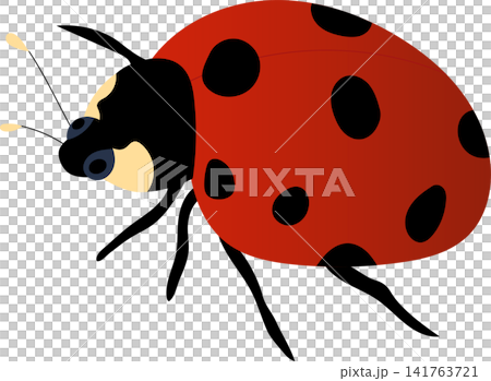red ladybug illustration 141763721