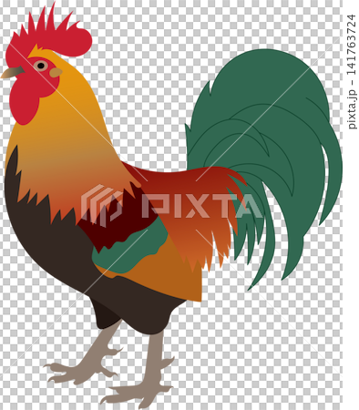 colorful chicken illustration 141763724
