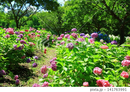蜻蛉池公園 あじさい園 蜻蛉池公園 あじさい園 141763991