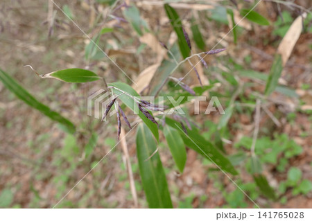 笹 開花前 小穂 笹 開花前 小穂 141765028