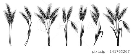 Wheat ear black silhouette set cereal grain spike stalk symbol bakery bread beer packaging design Wheat ear black silhouette set cereal grain spike stalk symbol bakery bread beer packaging design 141765267
