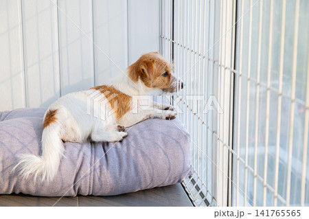 Jack Russell Terrier dog lying on soft cushion and looking out the window through metal grate. 141765565