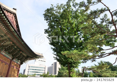 Giant dogwood tree standing in front of Deoksugung Palace in Seoul Giant dogwood tree standing in front of Deoksugung Palace in Seoul 141765829