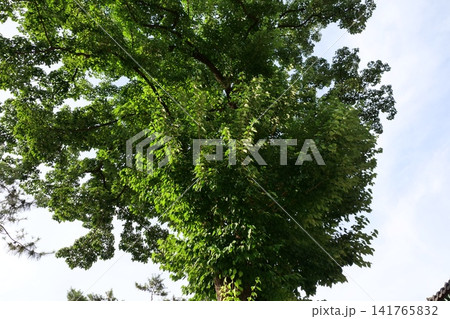 Giant dogwood tree standing in front of Deoksugung Palace in Seoul Giant dogwood tree standing in front of Deoksugung Palace in Seoul 141765832