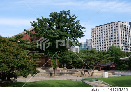 Giant dogwood tree standing in front of Deoksugung Palace in Seoul Giant dogwood tree standing in front of Deoksugung Palace in Seoul 141765836