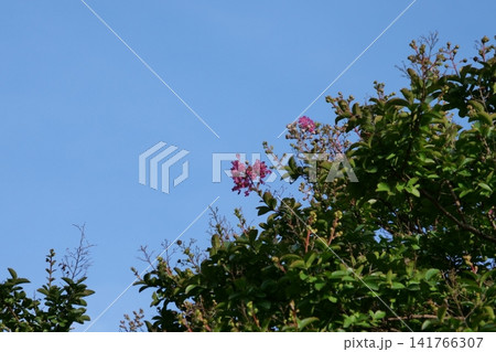 Blooming crape myrtle in front of Western-style palace building in summer 141766307