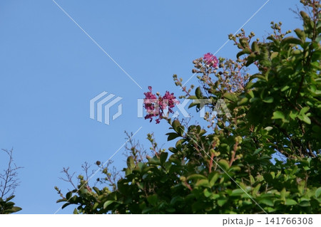 Blooming crape myrtle in front of Western-style palace building in summer Blooming crape myrtle in front of Western-style palace building in summer 141766308