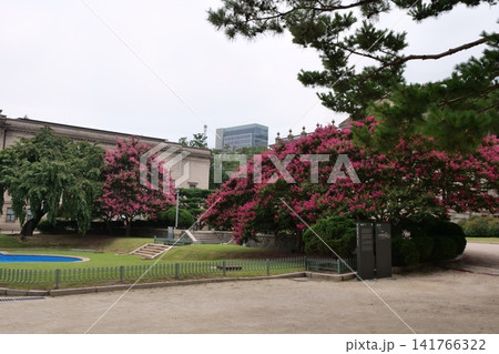 Blooming crape myrtle in front of Western-style palace building in summer 141766322