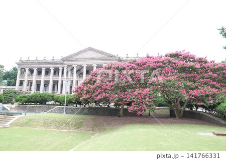 Blooming crape myrtle in front of Western-style palace building in summer Blooming crape myrtle in front of Western-style palace building in summer 141766331