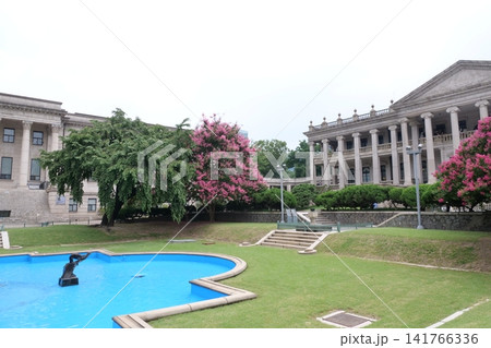 Blooming crape myrtle in front of Western-style palace building in summer 141766336
