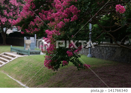 Blooming crape myrtle in front of Western-style palace building in summer Blooming crape myrtle in front of Western-style palace building in summer 141766340