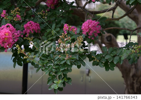 Blooming crape myrtle in front of Western-style palace building in summer Blooming crape myrtle in front of Western-style palace building in summer 141766343