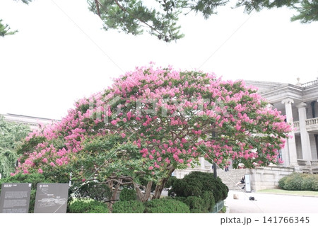 Blooming crape myrtle in front of Western-style palace building in summer Blooming crape myrtle in front of Western-style palace building in summer 141766345