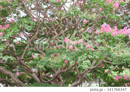 Blooming crape myrtle in front of Western-style palace building in summer Blooming crape myrtle in front of Western-style palace building in summer 141766347