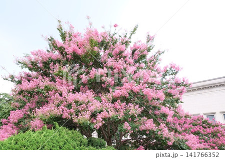 Blooming crape myrtle in front of Western-style palace building in summer Blooming crape myrtle in front of Western-style palace building in summer 141766352