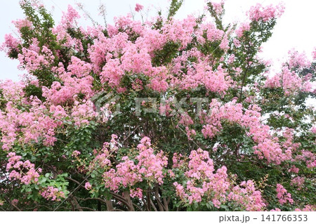Blooming crape myrtle in front of Western-style palace building in summer Blooming crape myrtle in front of Western-style palace building in summer 141766353