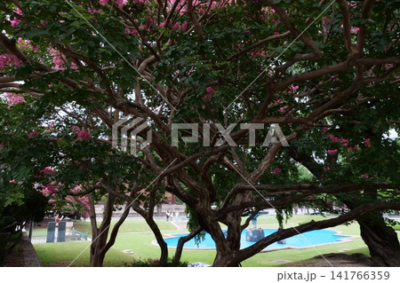 Blooming crape myrtle in front of Western-style palace building in summer Blooming crape myrtle in front of Western-style palace building in summer 141766359