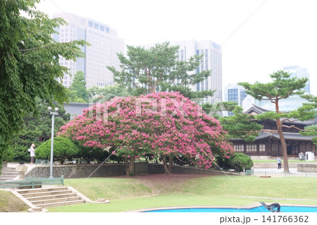 Blooming crape myrtle in front of Western-style palace building in summer 141766362