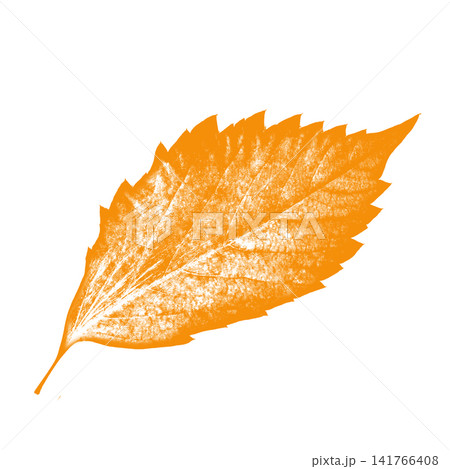 Orange autumn leaf on white background Orange autumn leaf on white background 141766408