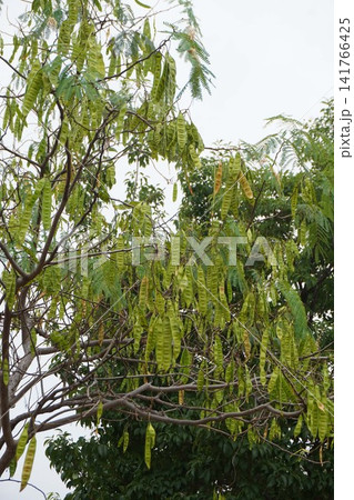 ネムノキの若い実・2026年㋆ ネムノキの若い実・2026年㋆ 141766425