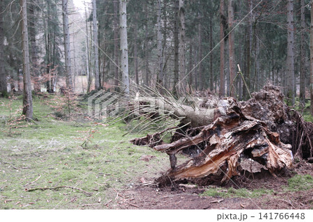 in the forest 141766448