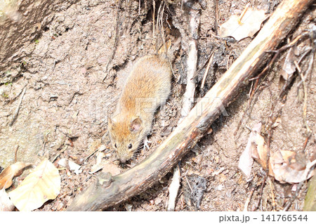 bank vole (Myodes glareolus) bank vole (Myodes glareolus) 141766544