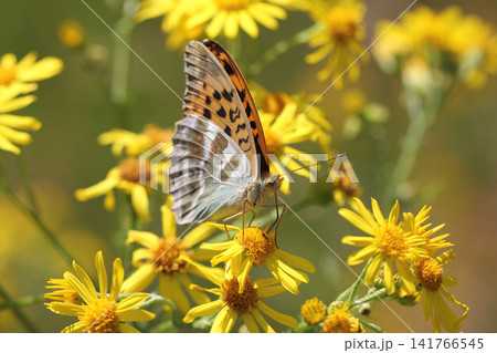 Painted Lady (Vanessa cardui) Painted Lady (Vanessa cardui) 141766545