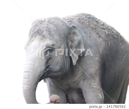 Asiatic elephant (Elephas maximus) Asiatic elephant (Elephas maximus) 141766562