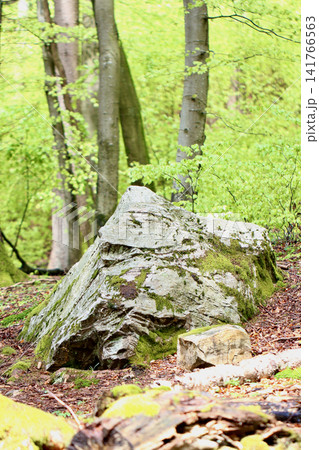 in the forest 141766563