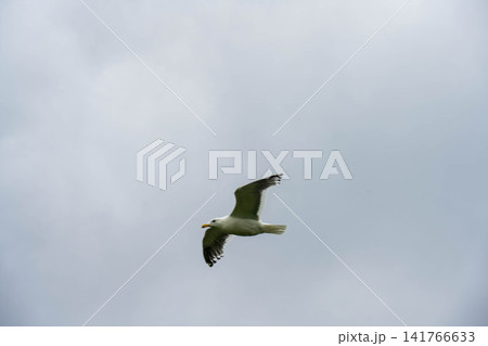空を飛ぶカモメ 空を飛ぶカモメ 141766633
